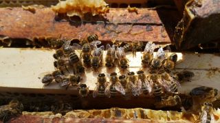 (12) Červen - Naše první medobraní