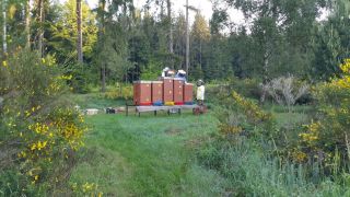 (14) Květen - První medobraní na stanovišti č. 1