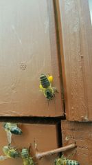 (18) Květen - První medobraní na stanovišti č. 1