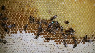 (25) Červen - Včelí matka s dělnicemi na stanovišti č. 2