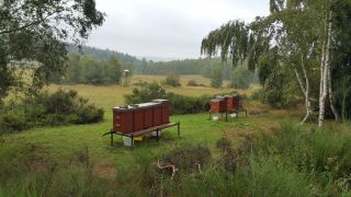 (30) Srpen - Krmení včelstev cukrem před zimou