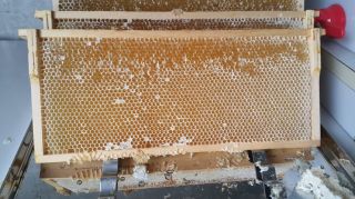 (15) Červenec - medobraní na druhém stanovišti